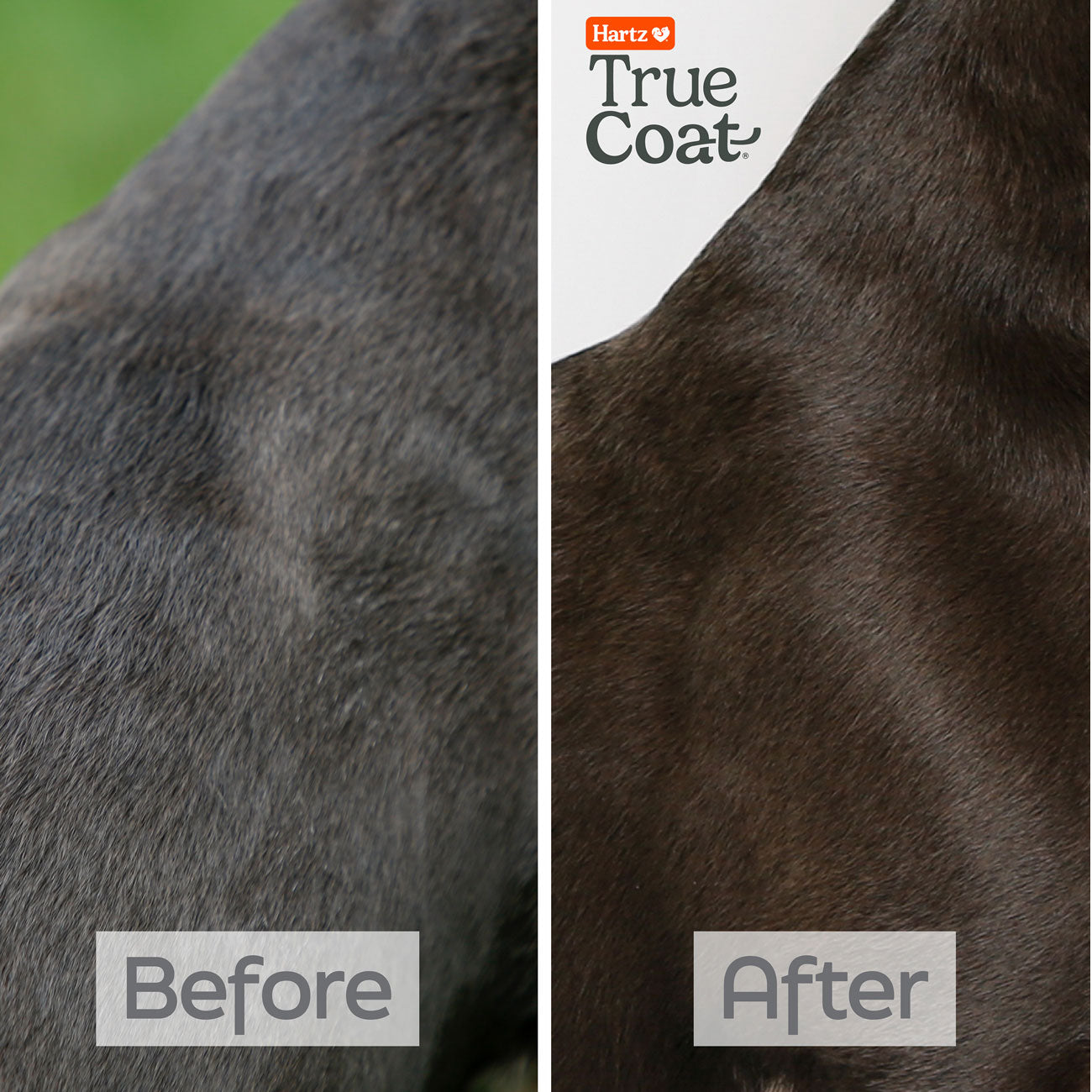 Hartz-True-Coat-Short-Smooth BEFORE AFTER